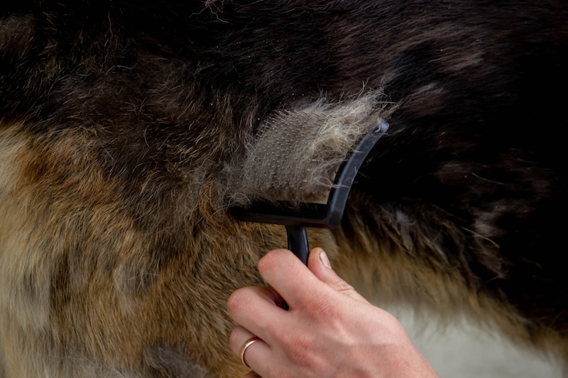 Brushing dog