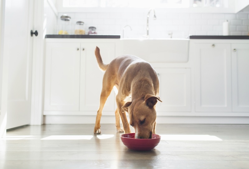 Dog eating from bowl