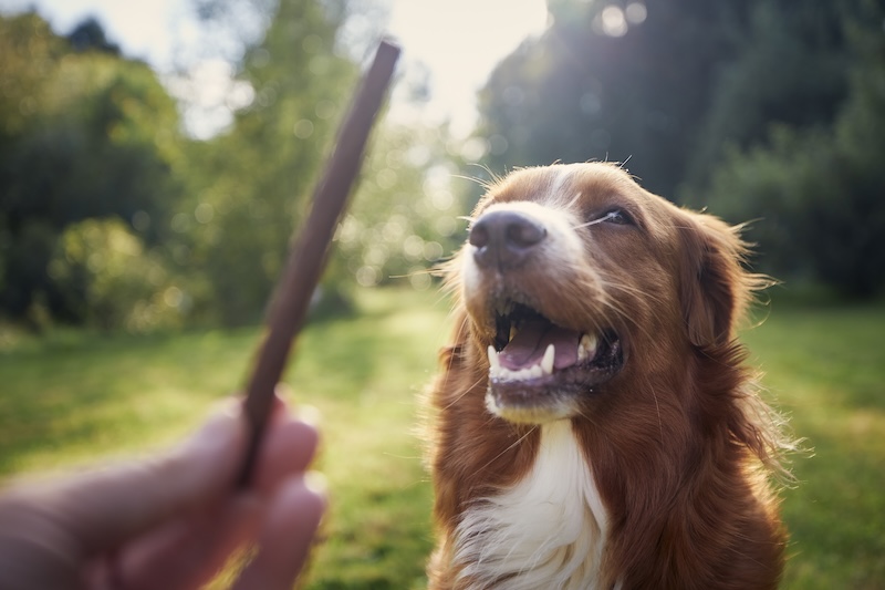 Dog awaiting bully stick