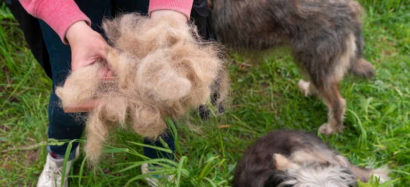 Why is my dog shedding so much?