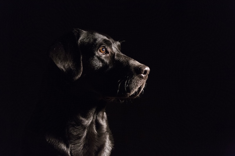 Can dogs see in the dark?