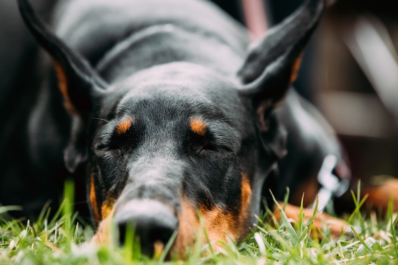 Dog sleeping in grass
