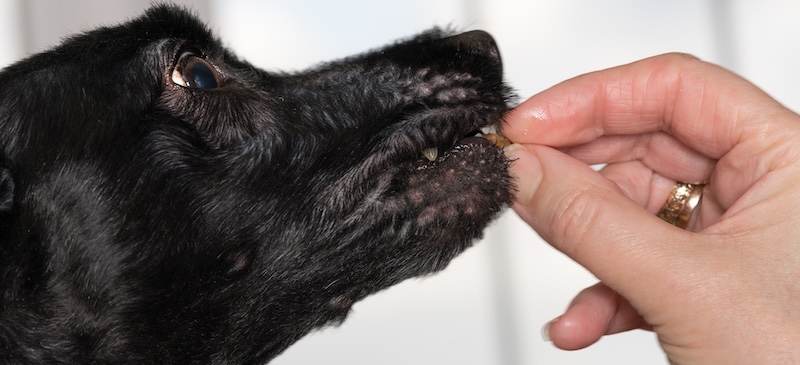 Vitamin E for dogs