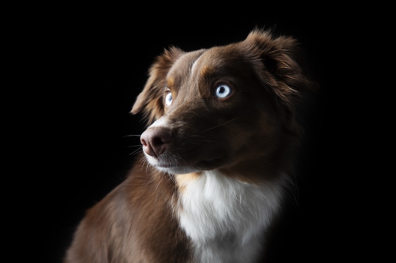 Dog eyes glowing in dark