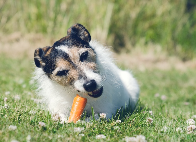 Can dogs eat carrots?