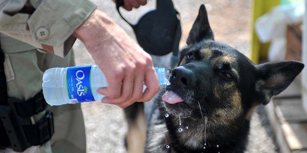 dog drinking water from a bottle