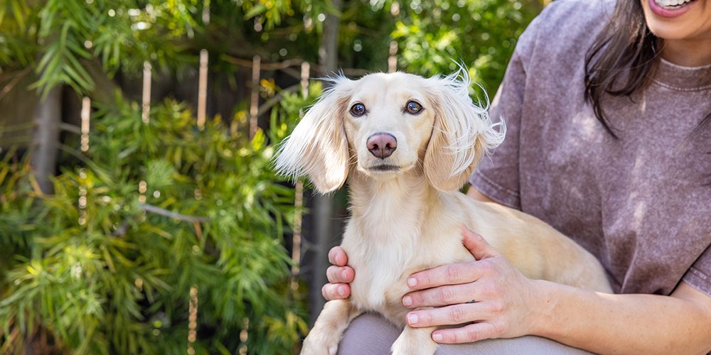 dachshund health problems