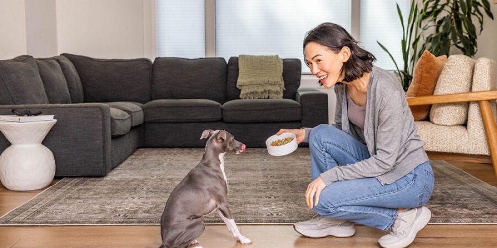 whippet dog getting dinner