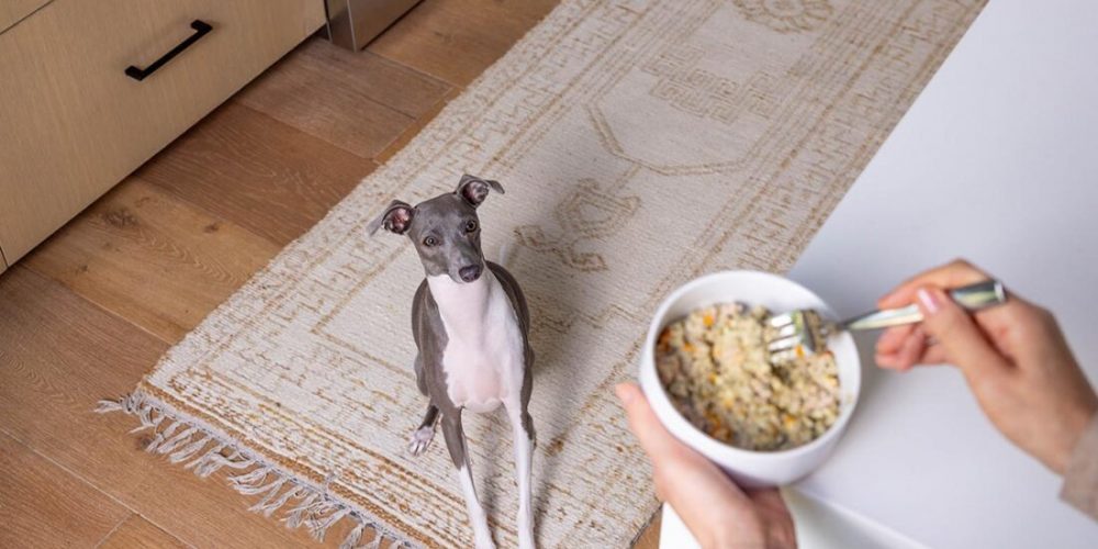 dog looking at food bowl