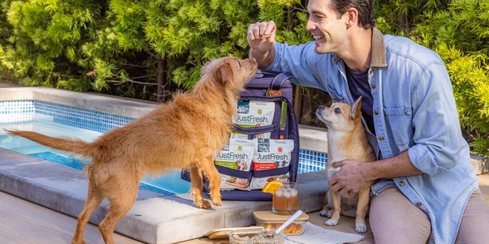 dog and human having a picnic