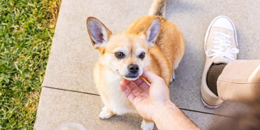little dog getting chin scratchies