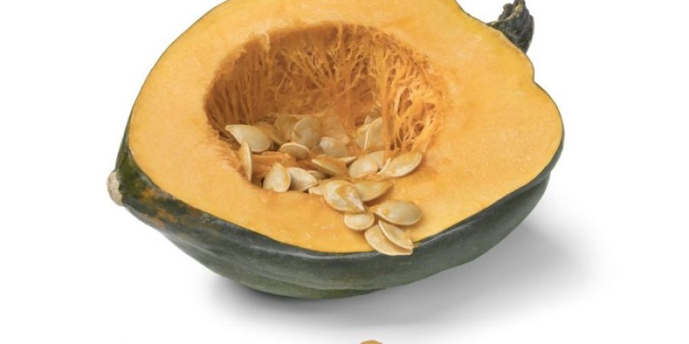 is squash good for dogs