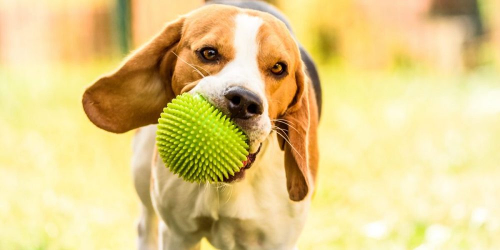 beagle puppy playing wiht a green ball
