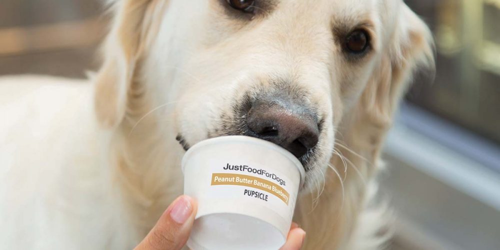 dog eating a pupsicle