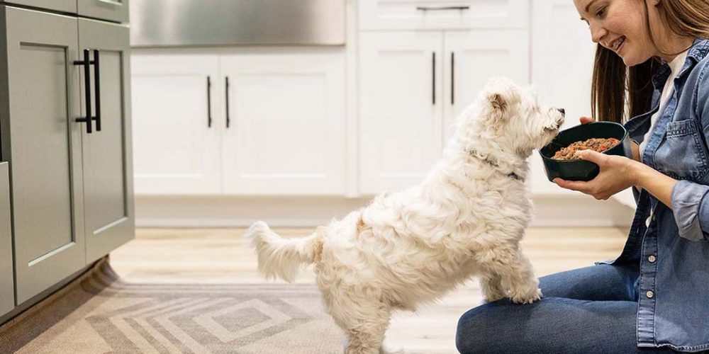 how much should i feed my dog