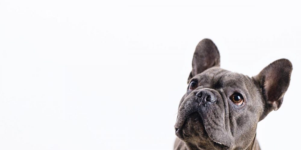 best dog food for frenchies