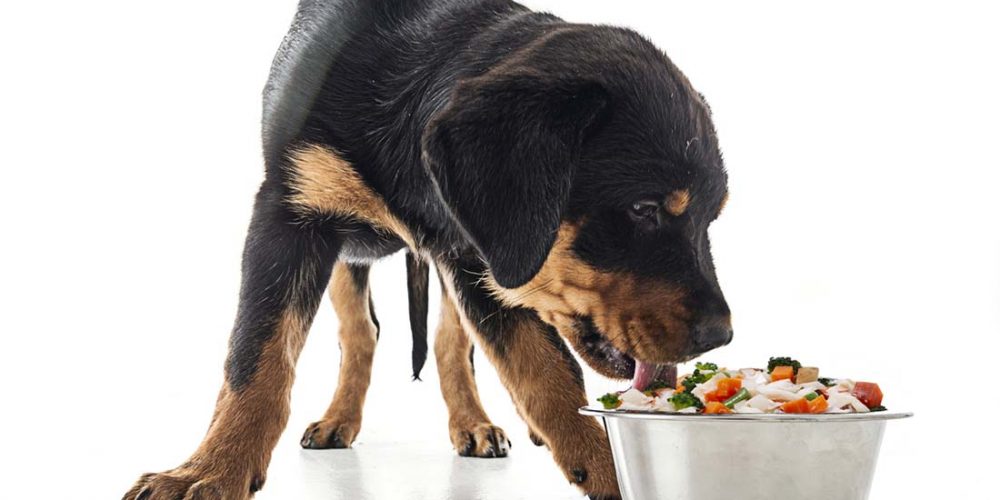 puppy eating from bowl. elimination diets