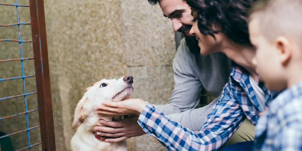 How to Help Your Shelters this Holiday Season