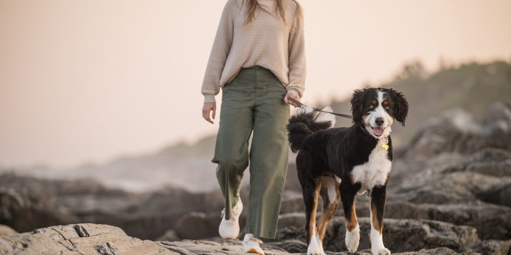 How to keep your dog healthy