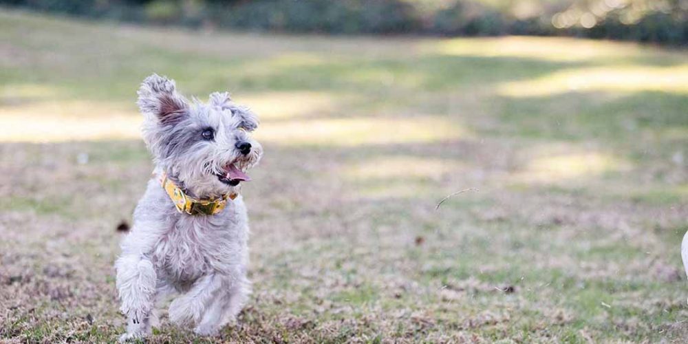 little dog running around park
