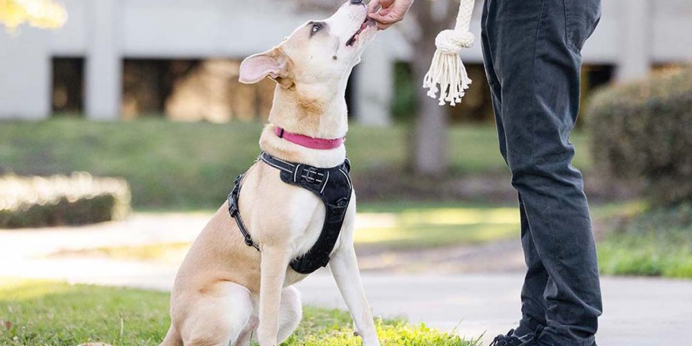 dog training outside