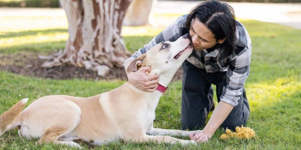 hug a dog