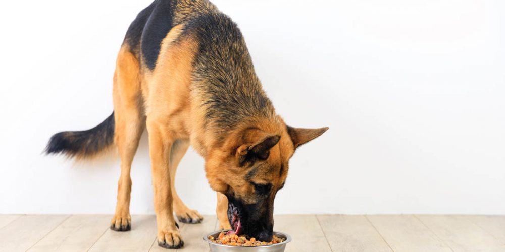 large breed dog food