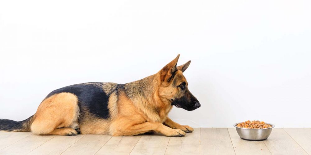 manganese for dogs