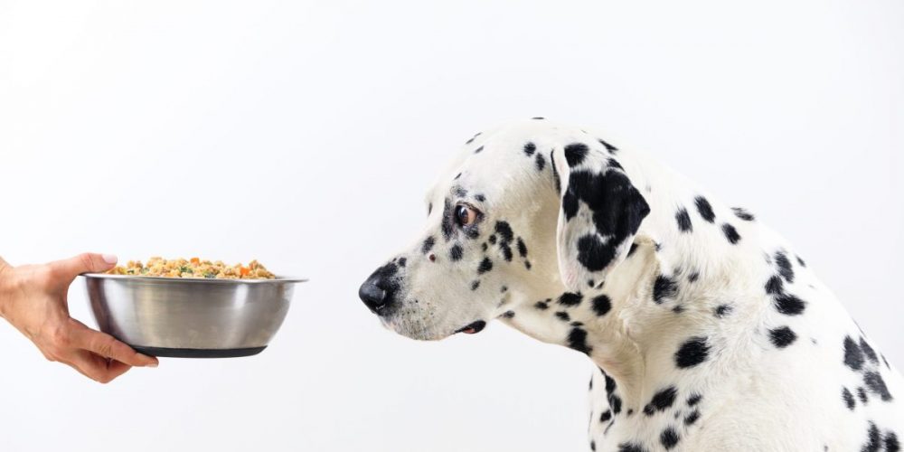 dalmation looking at bowl of food. what is hydrolyzed dog food