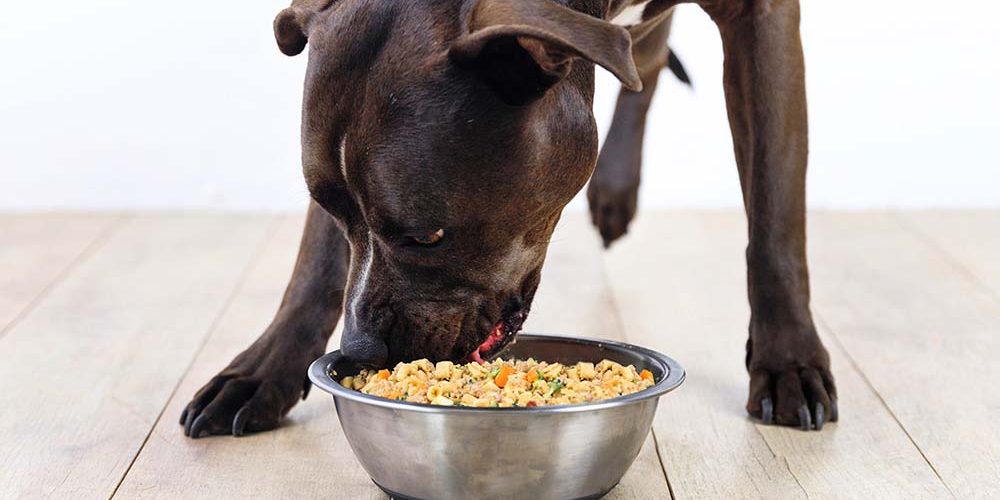 dog eating from bowl. digest