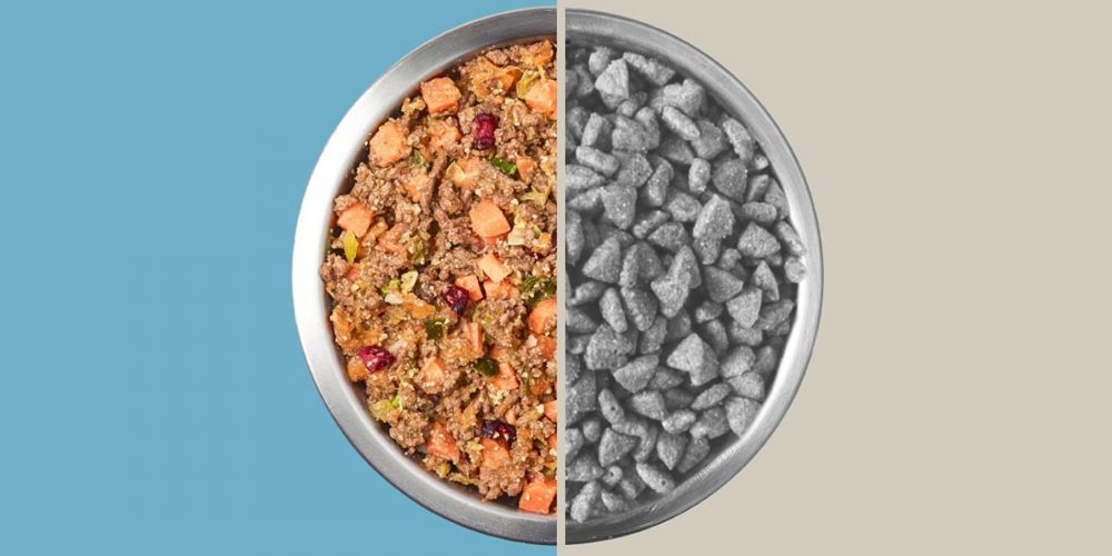 a bowl with kibble vs fresh dog food