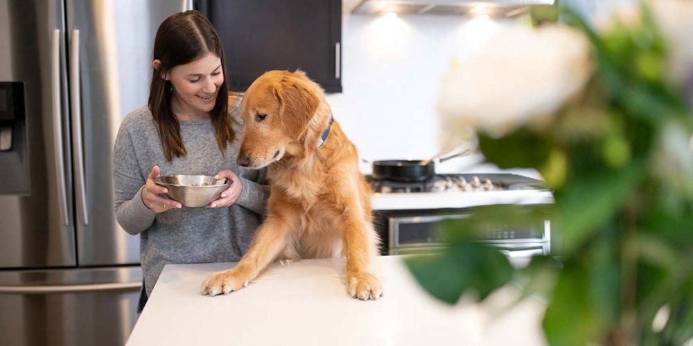 what to add to dry dog food for picky eaters