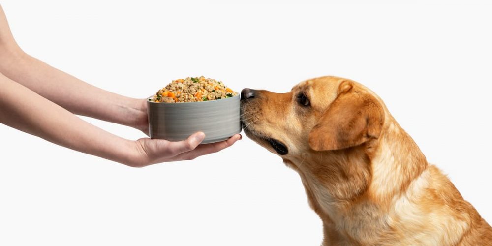 lab sniffing bowl of food