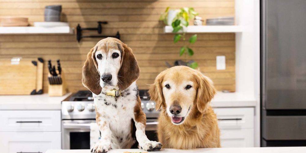 a basset hound and golden retriever at a kitchen island