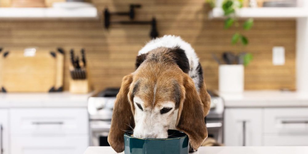 senior dog eating fresh food chew