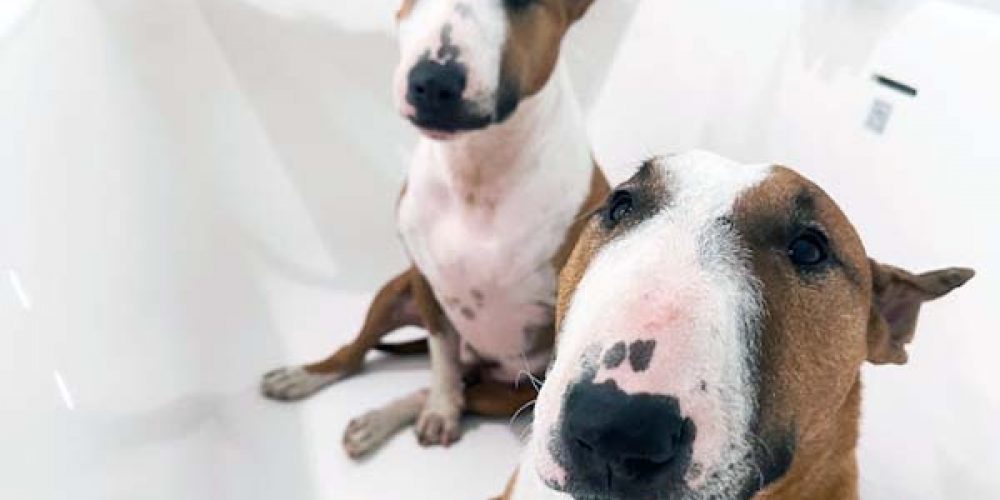 two bull terriers in a tub