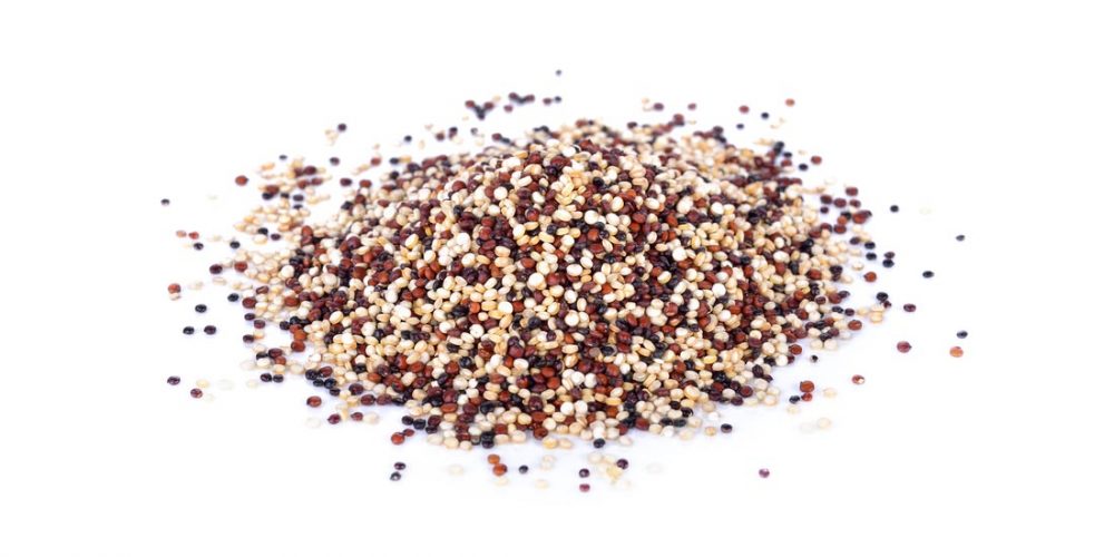 quinoa and dogs