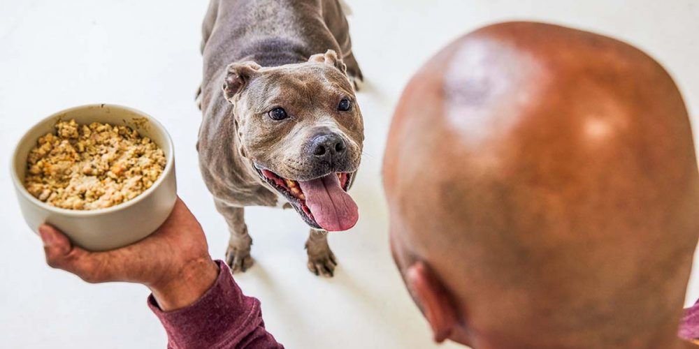 adorable senior dog getting fed