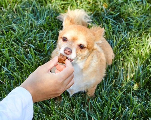 chihuahua getting a treat
