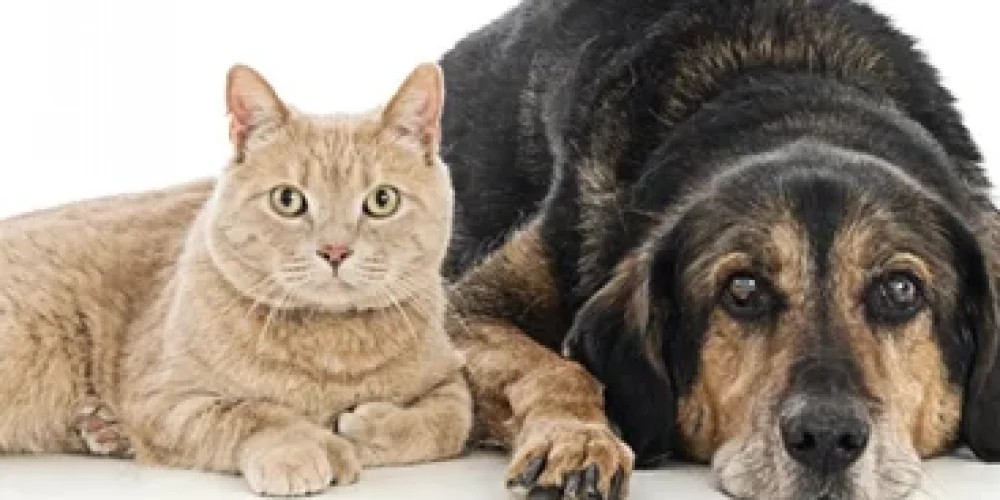 a dog and a cat lying next to eachother