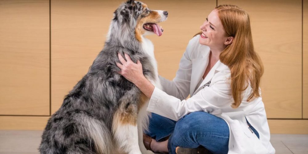 dog and veterinarian