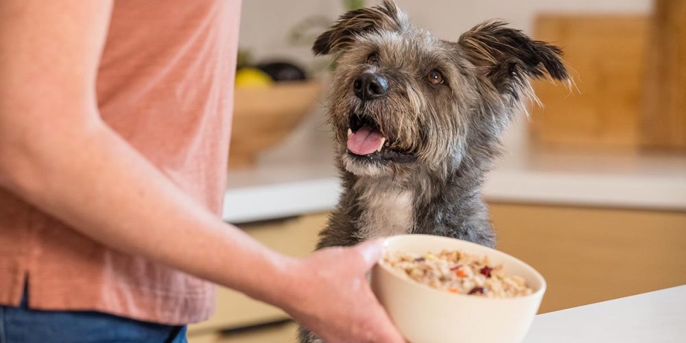 happy dog getting food