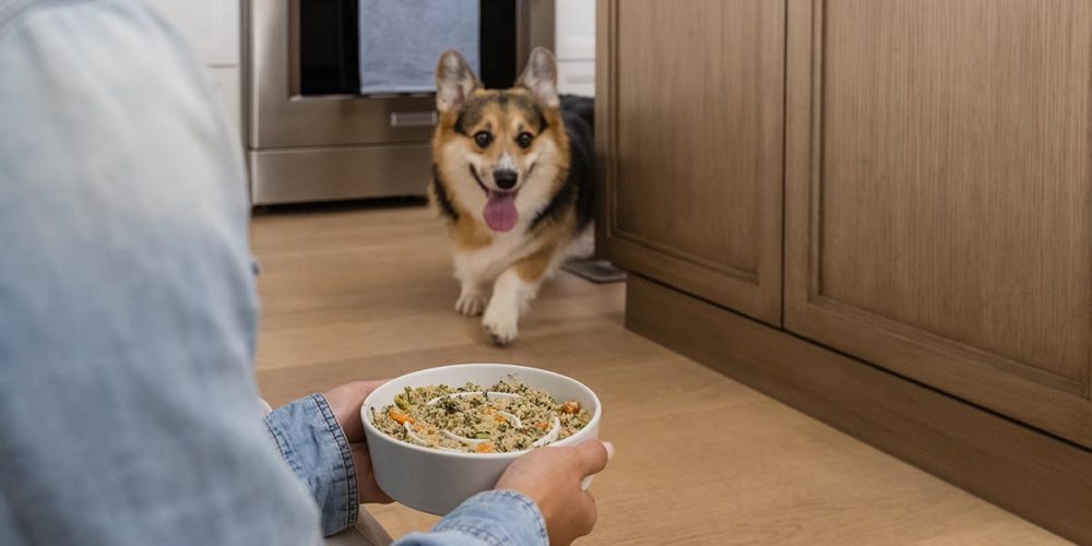 dog running to get food