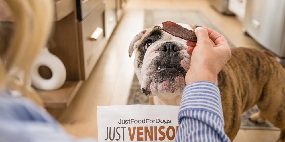 english bulldog with venison treat