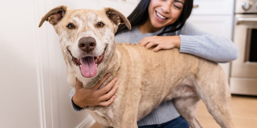 smiling dog with human