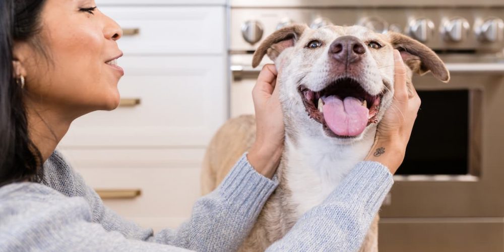 dog smiling and getting ear scritches