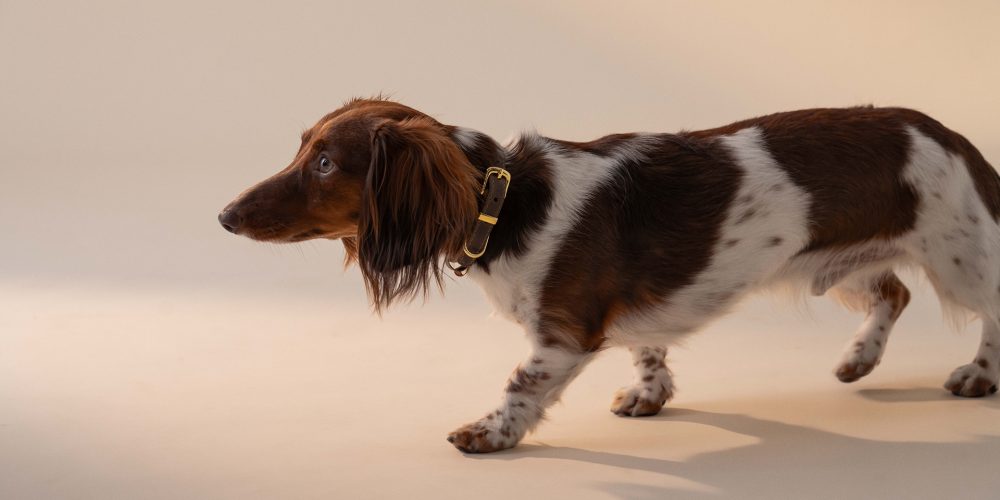 What to feed a dog with an upset stomach