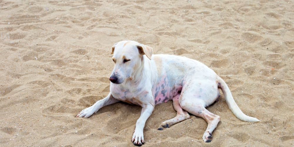 white dog relaxing on sand