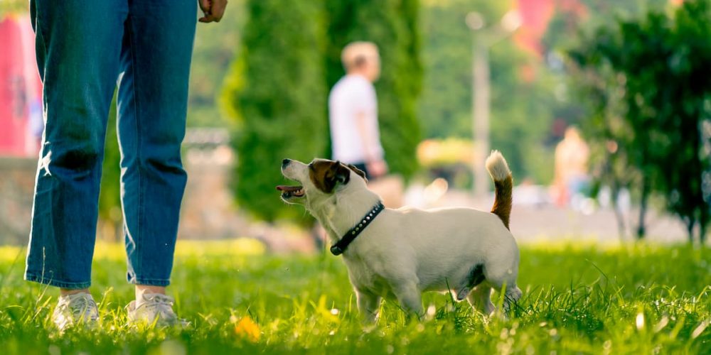 dog following human in park