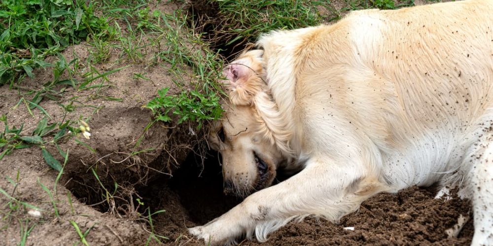 dog digging in dirt